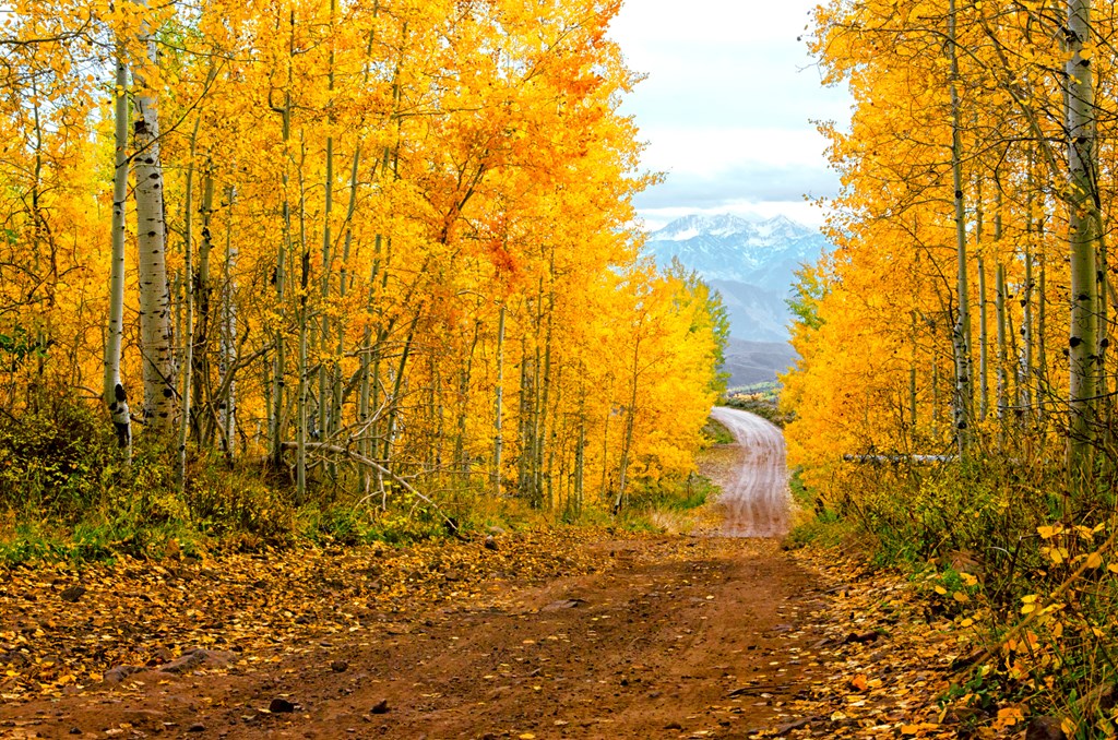 Experience Koa Autumn Colors: A Guide to Leaf Peeping