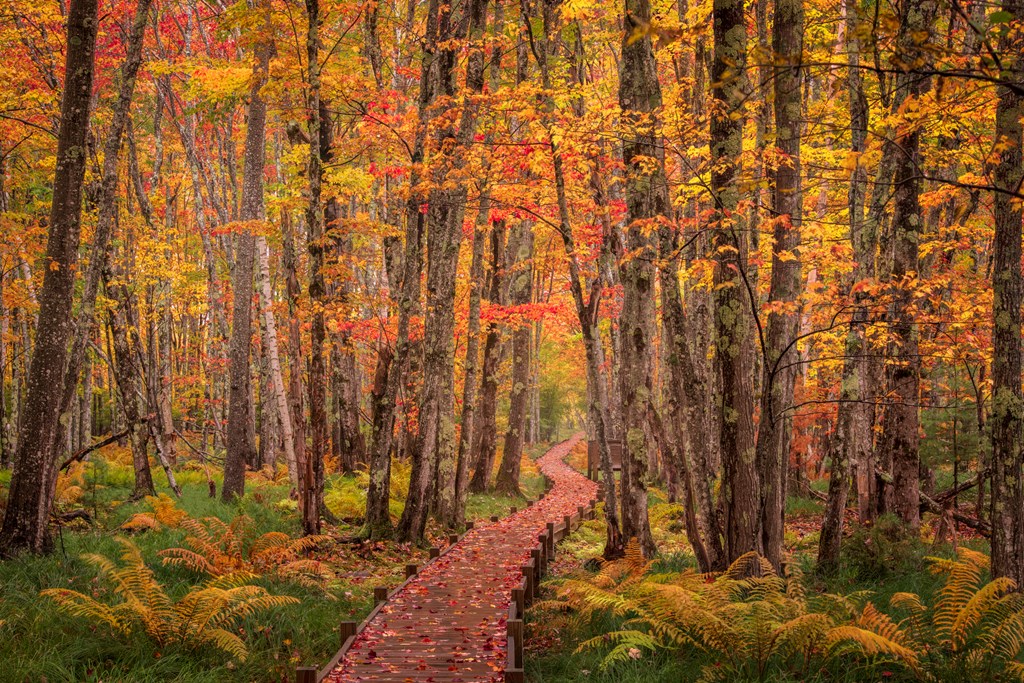 Experience Koa Autumn Colors: A Guide to Leaf Peeping