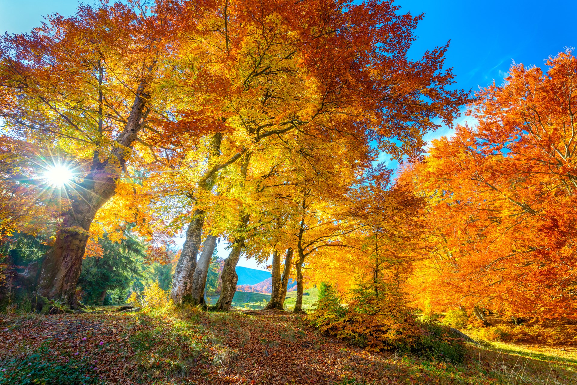 Experience Koa Autumn Colors: A Guide to Leaf Peeping