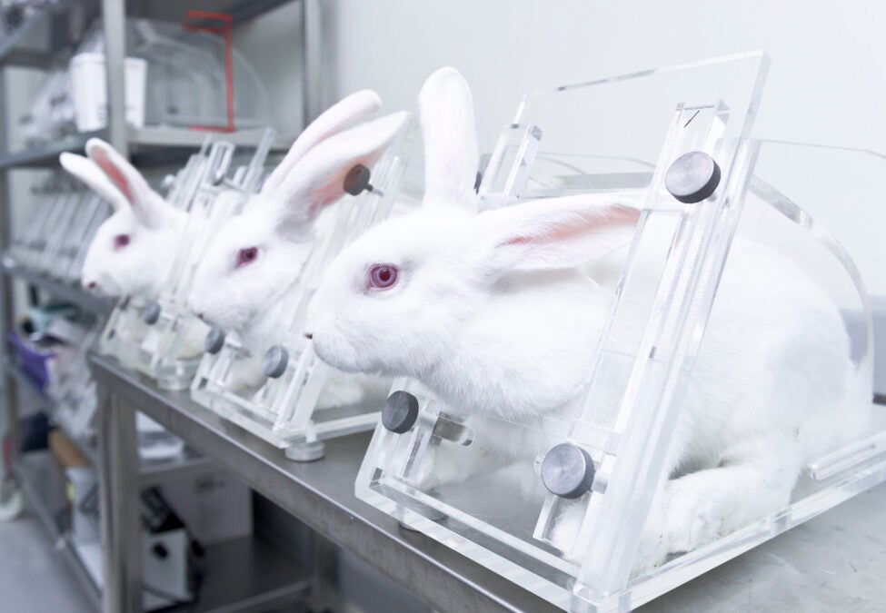 What is the Policy of Animal Experimentation in Mexico? Learn the Current Rules Now!