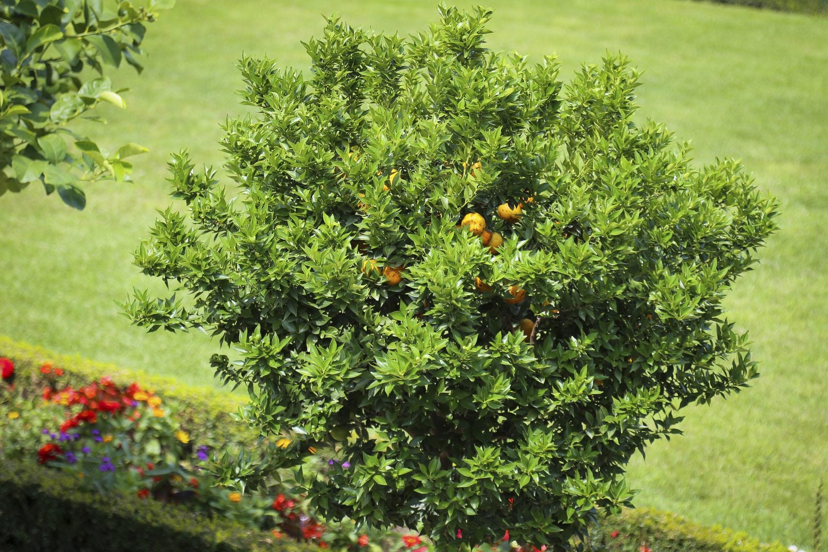 Under the lemon tree, what can it be? Easy and fun ideas for the whole family to discover!