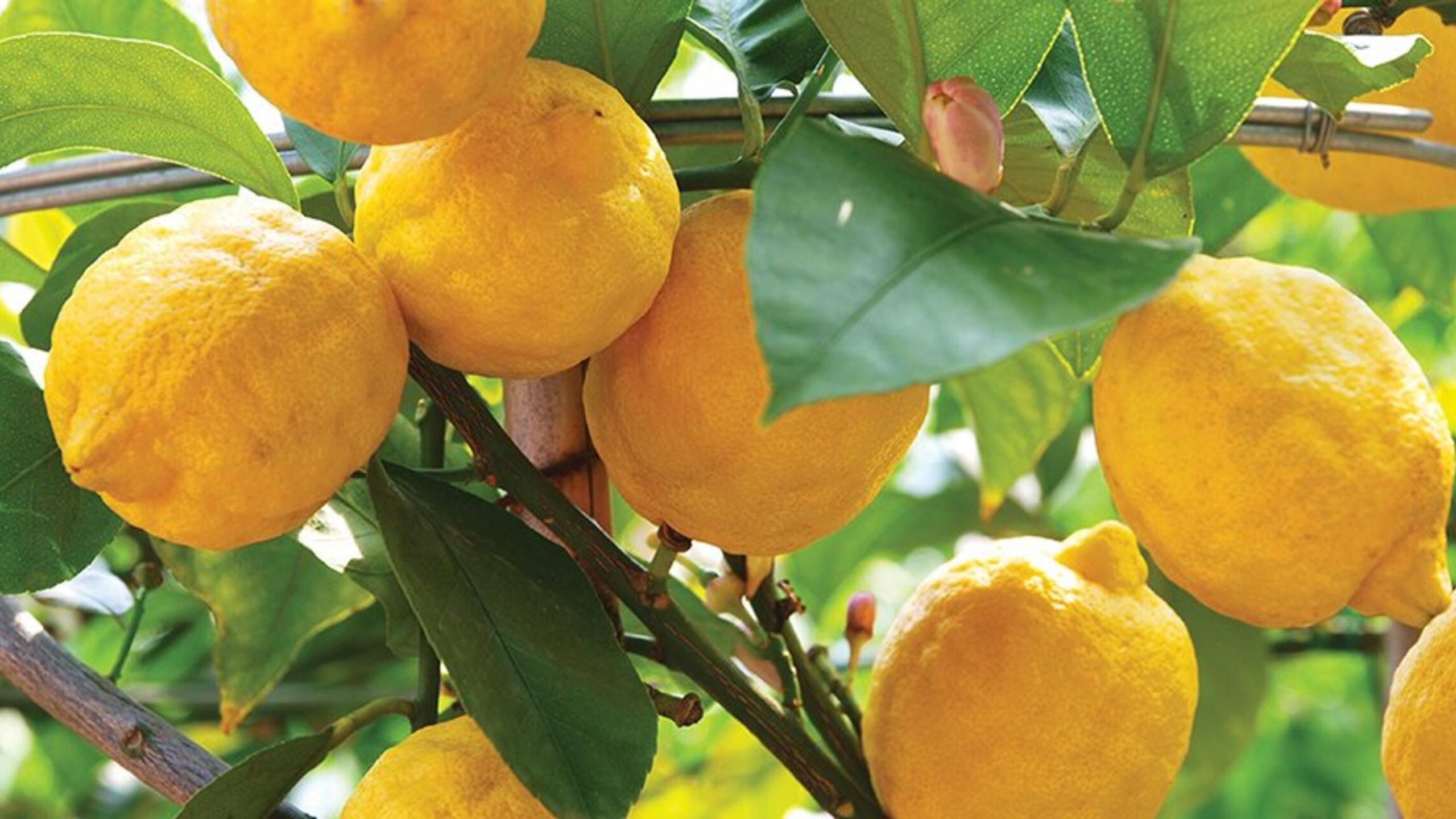 Under the lemon tree, what can it be? Easy and fun ideas for the whole family to discover!