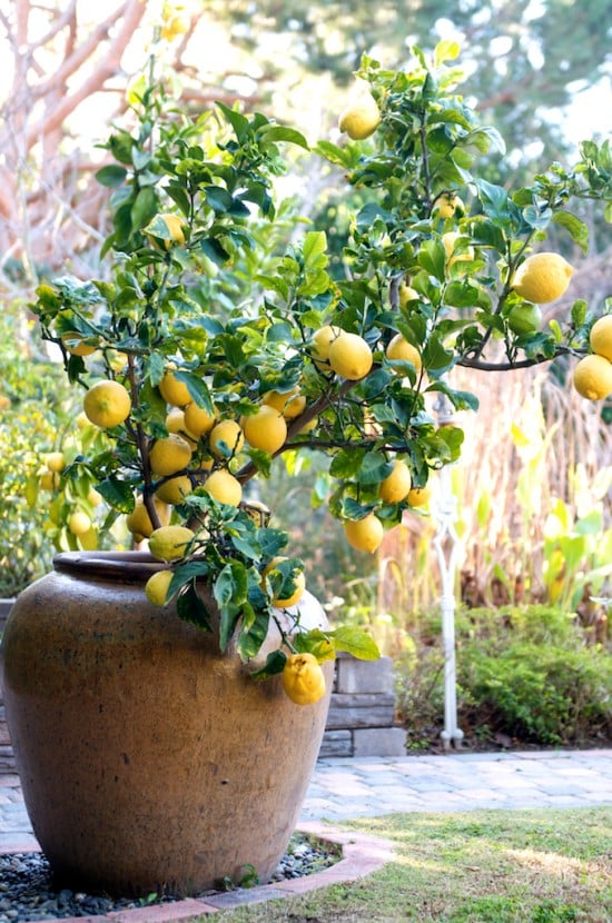 Under the lemon tree, what can it be? Easy and fun ideas for the whole family to discover!